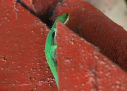 Image of Striped Day Gecko