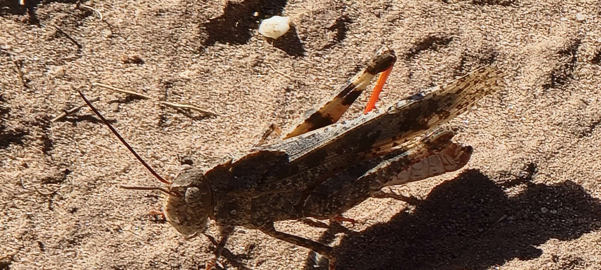 Image of Mottled Sand Grasshopper