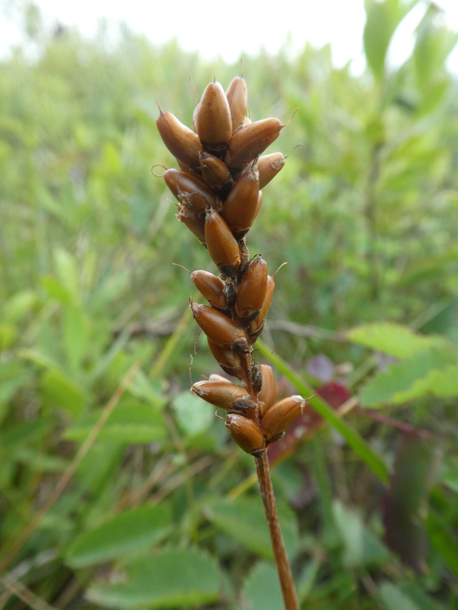 Plantago macrocarpa Cham. & Schltdl. resmi