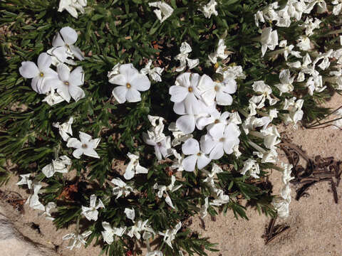 Image of cushion phlox