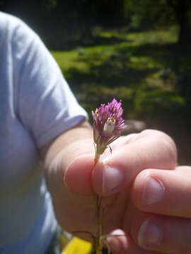 Image of Castillejinae