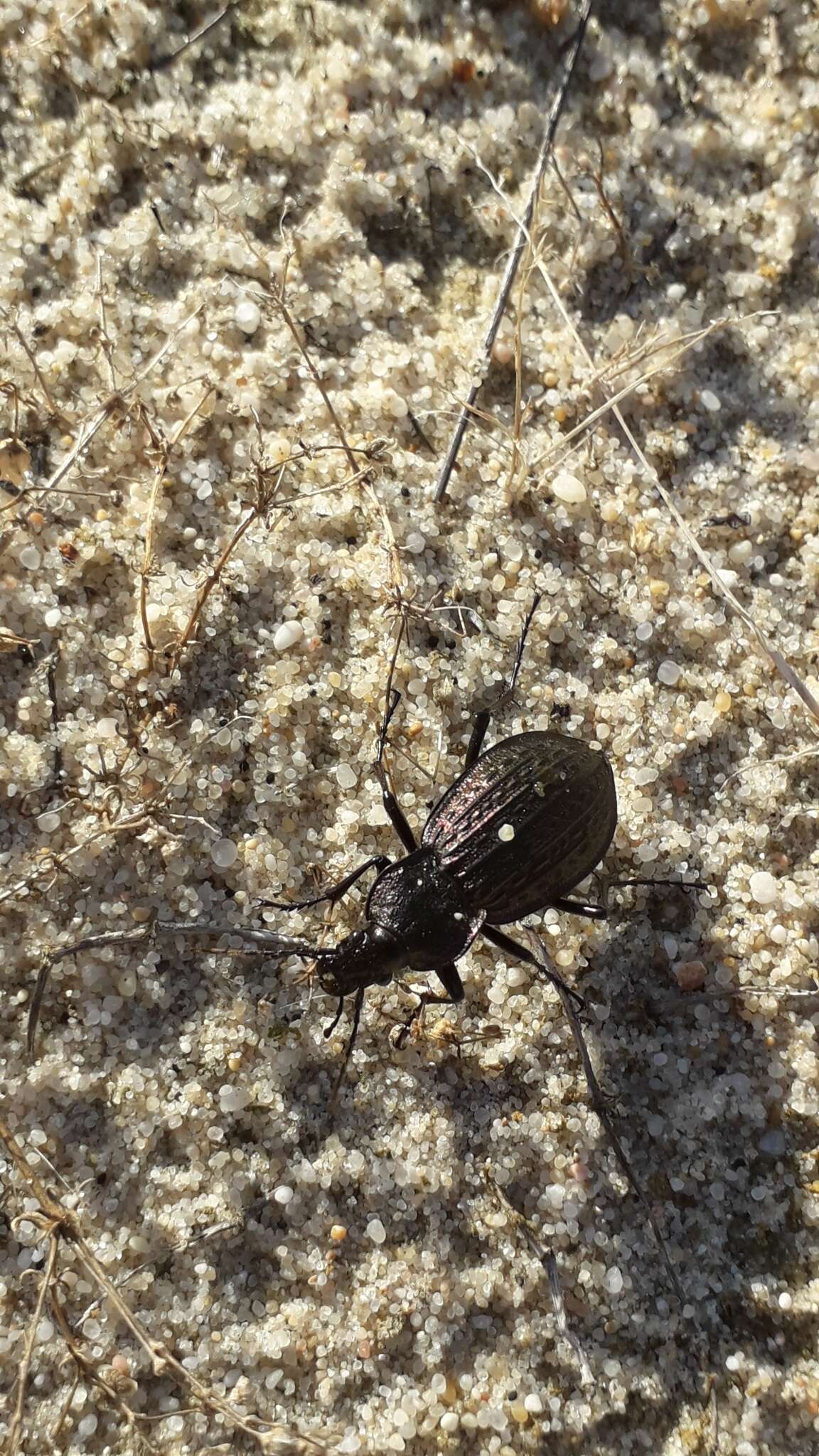 Image of Carabus (Macrothorax) rugosus celtibericus Germar 1824