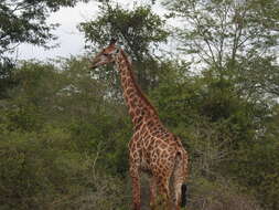 Image of Giraffe