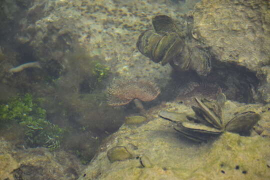 Image of Pacific cupped oyster