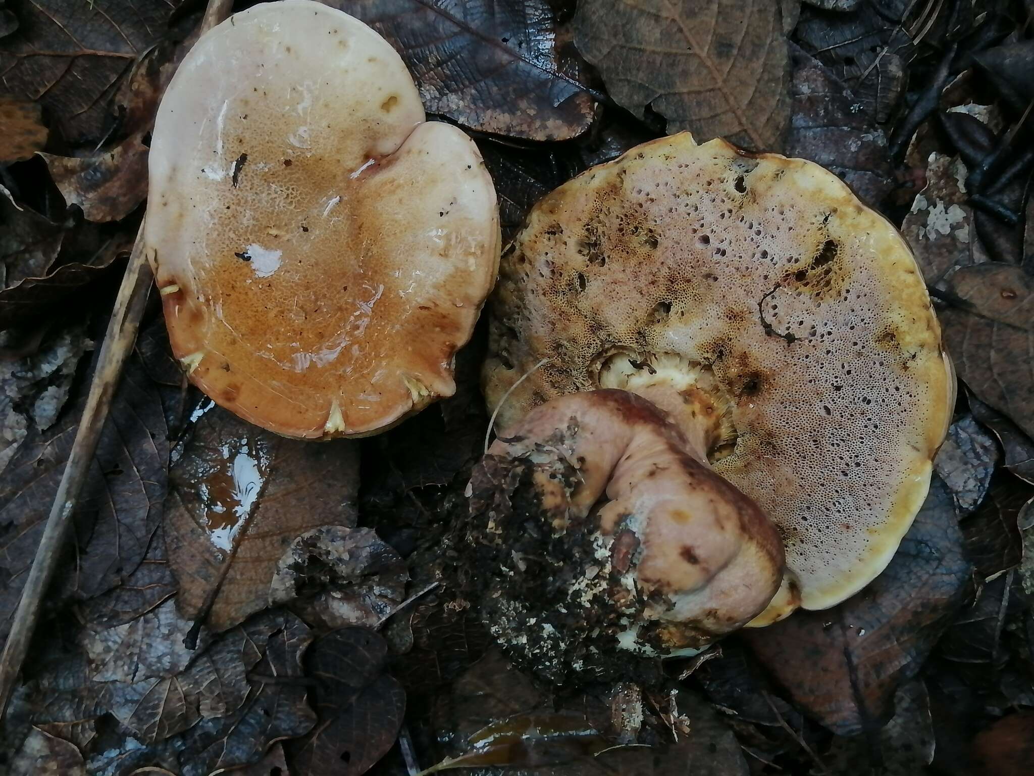 Image of Fistulinella wolfeana Singer & J. García 1991