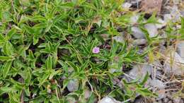 Sivun Dyschoriste decumbens (A. Gray) Kuntze kuva