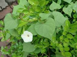 Image of Obscure Morning Glory