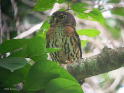 Glaucidium tephronotum Sharpe 1875 resmi