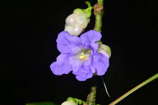 Strobilanthes heyneanus Nees resmi