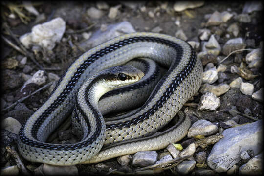 Image of Mountain Patchnose Snake