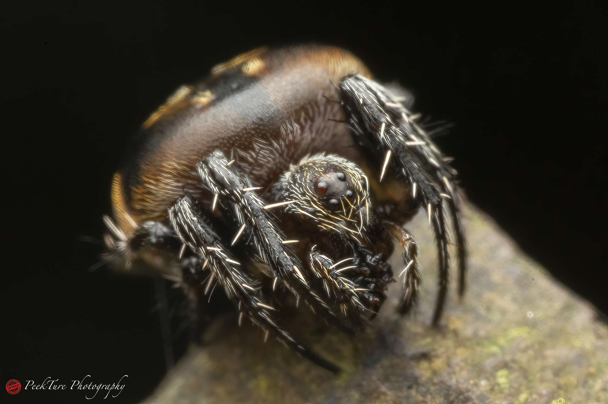 Image of Araneus nox (Simon 1877)