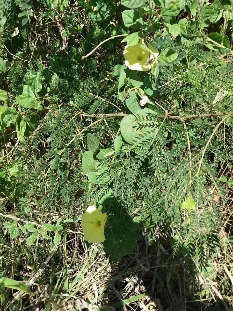 Ipomoea ochracea (Lindl.) G. Don的圖片