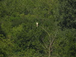 Image of Buteo buteo buteo (Linnaeus 1758)