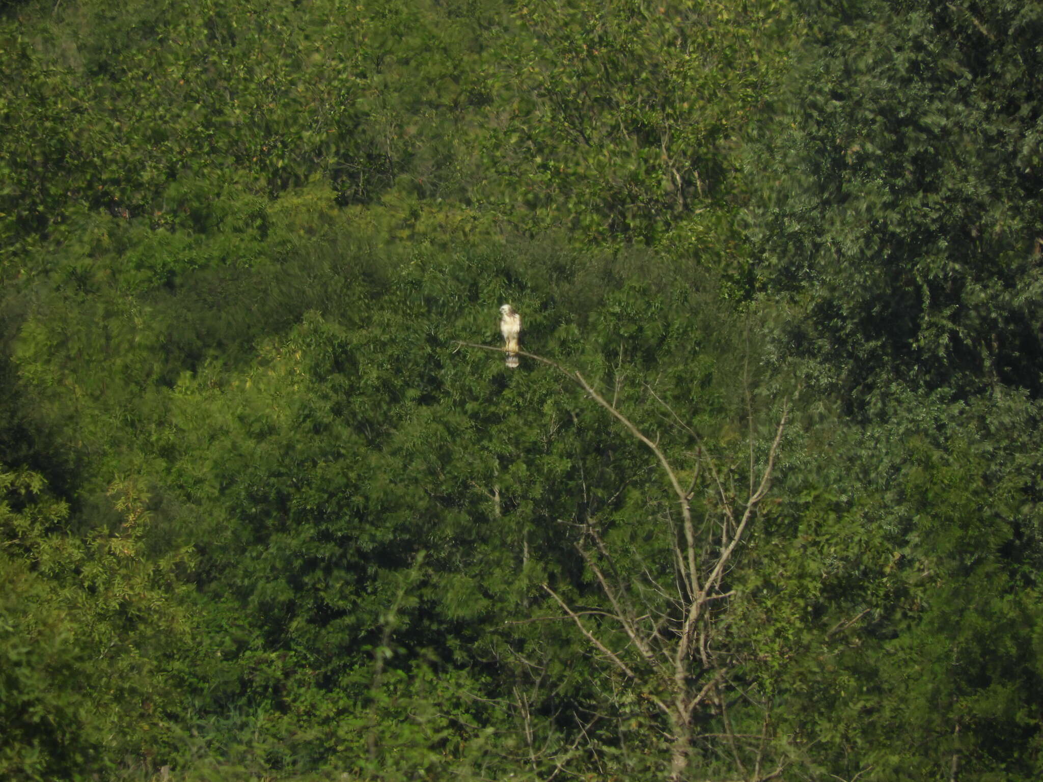 Image of Buteo buteo buteo (Linnaeus 1758)