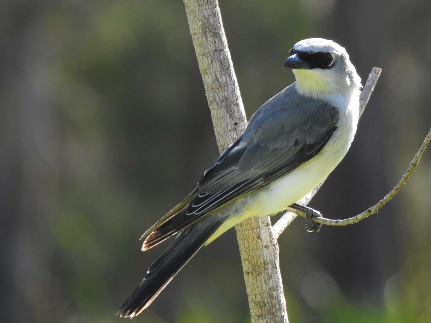 Coracina papuensis (Gmelin & JF 1788) resmi