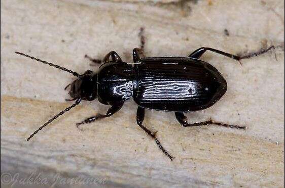 Image of Pterostichus (Bothriopterus) adstrictus Eschscholtz 1823