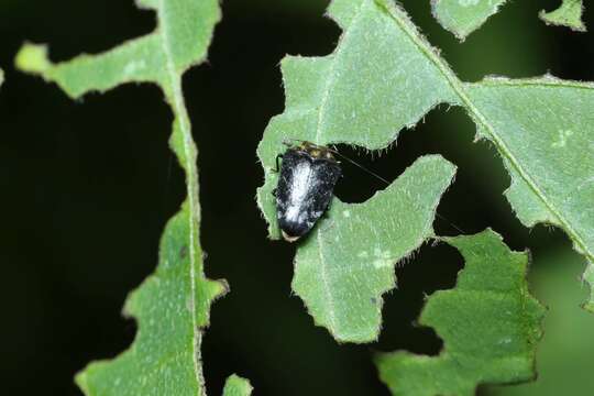 Image of Trachys auricollis Saunders 1873