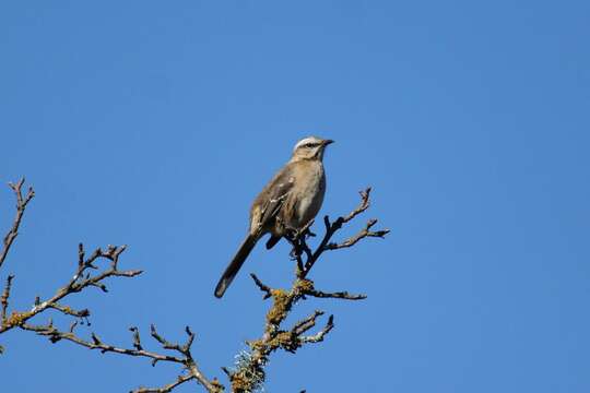 Image of Chilean Mockingbird