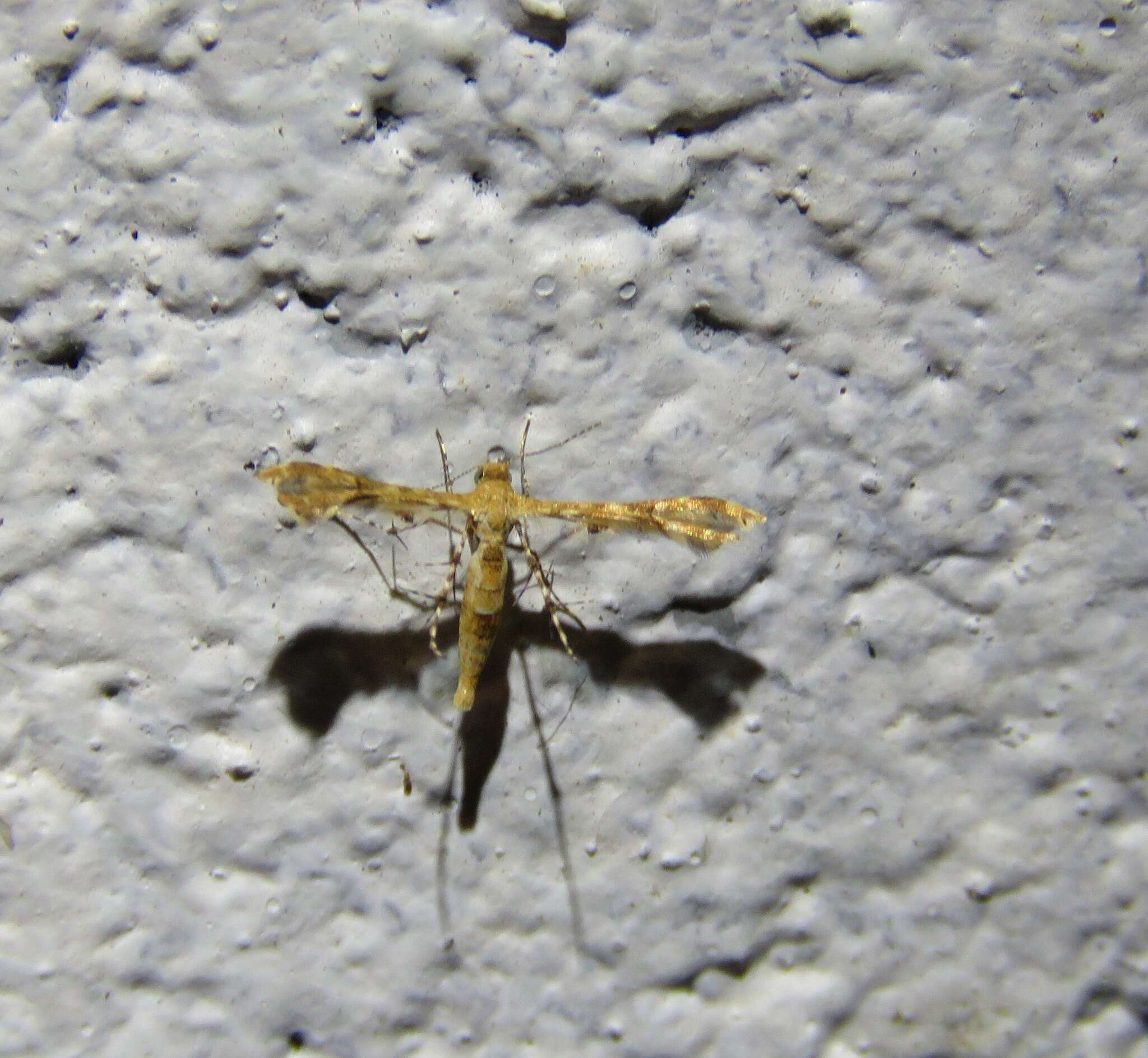 Image de Nippoptilia cinctipedalis Walker 1864