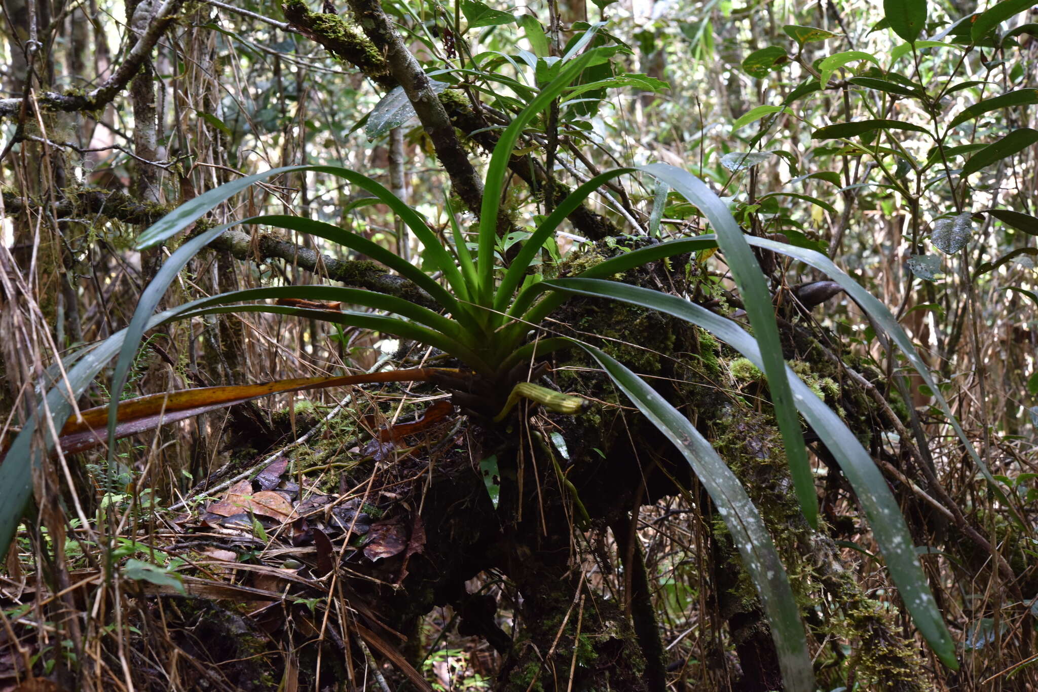 Plancia ëd Jumellea arachnantha (Rchb. fil.) Schltr.