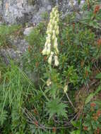 Imagem de Aconitum lycoctonum L.