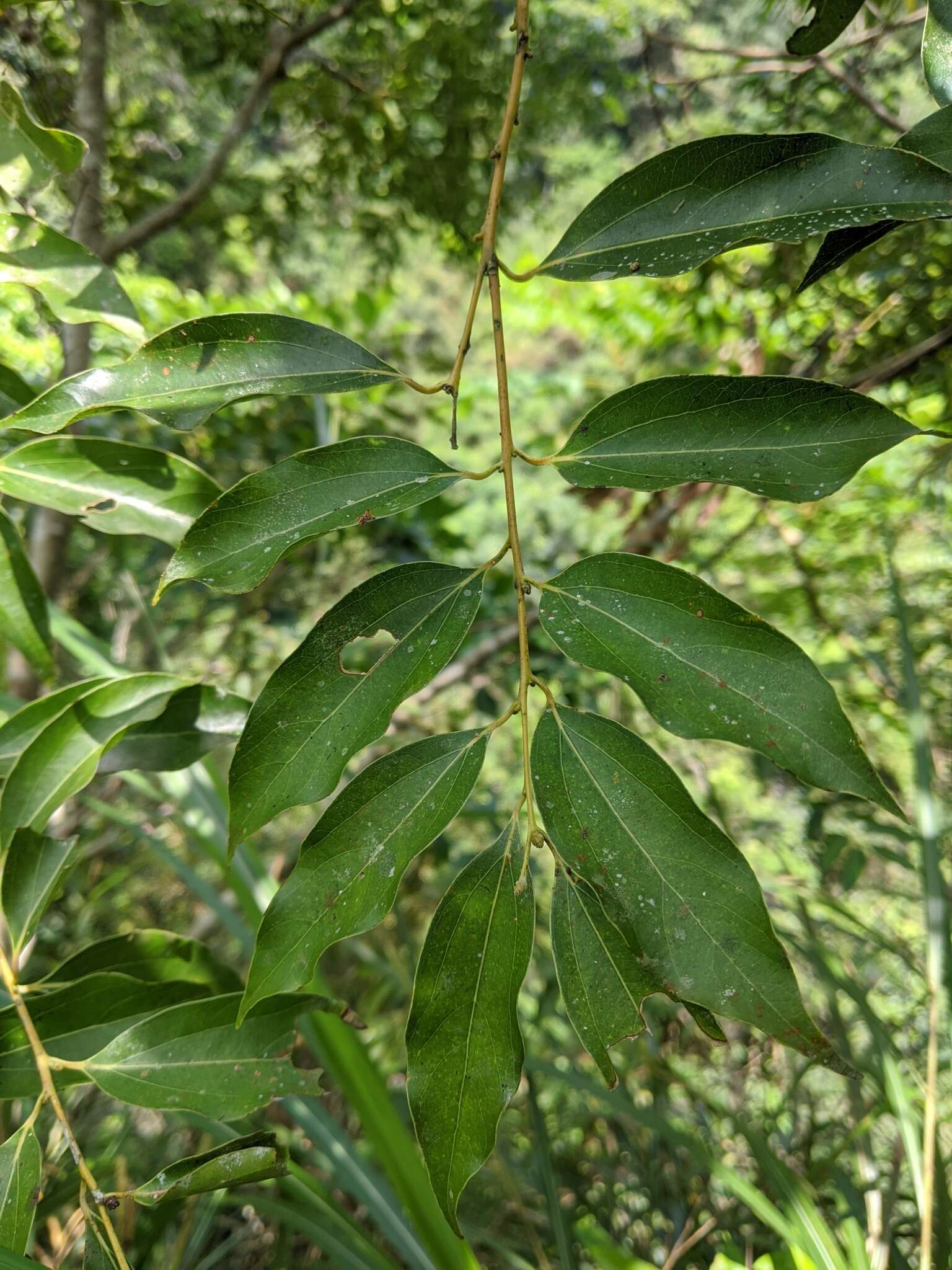 Cinnamomum yabunikkei H. Ohba resmi