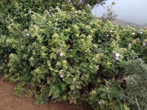 Convolvulus canariensis L.的圖片