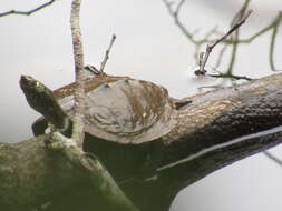 صورة Graptemys pseudogeographica pseudogeographica (Gray 1831)