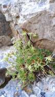 Image of Saxifraga presolanensis Engler