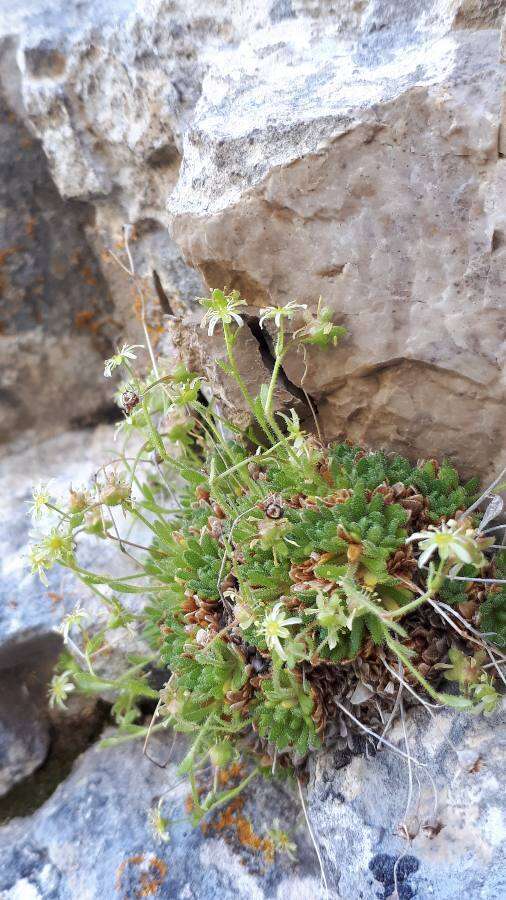 Sivun Saxifraga presolanensis Engler kuva