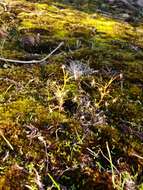 Image of Drosera modesta Diels