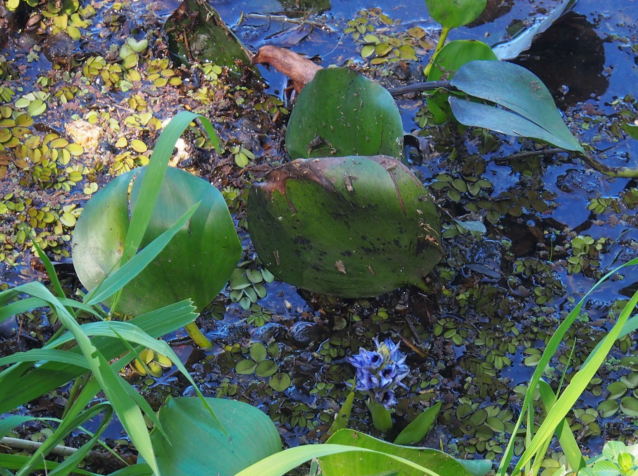 Image of <i>Pontederia heterosperma</i>