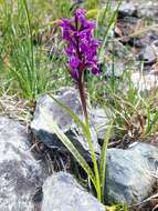 Image de Orchis de Traunsteiner