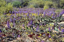 Image of Lachenalia pallida Aiton