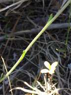 Image of southeastern sneezeweed