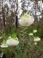 Image of Pimelea spectabilis Lindl.