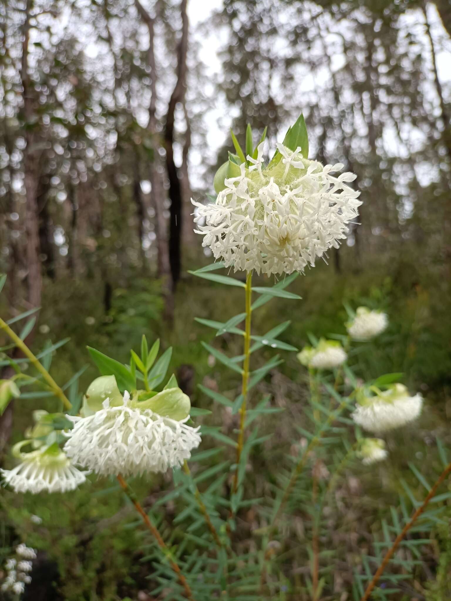 Image of Pimelea spectabilis Lindl.