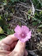 Image of Malope malacoides L.