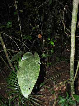 Image of Goeppertia splendida (Lem.) Borchs. & S. Suárez