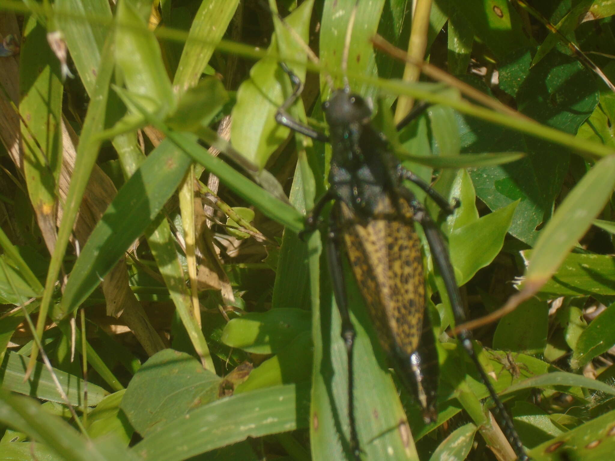 Image of Taeniopoda centurio (Drury 1770)