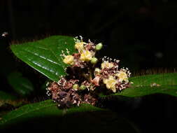 Image of Cordia nodosa Lam.