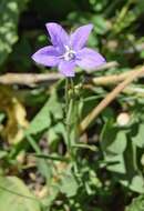 Image of Parry's bellflower