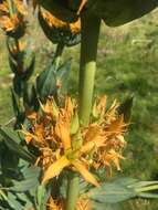 Image of Gentiana lutea subsp. aurantiaca M. Laínz