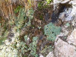 Image of Petrophytum caespitosum subsp. caespitosum