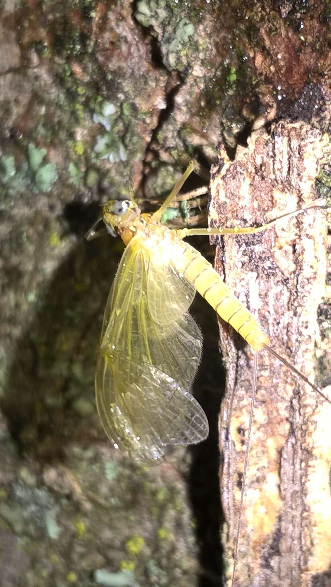 Heptagenia sulphurea (Müller 1776) resmi