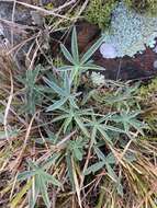 Image of Lupinus multiflorus Desr.