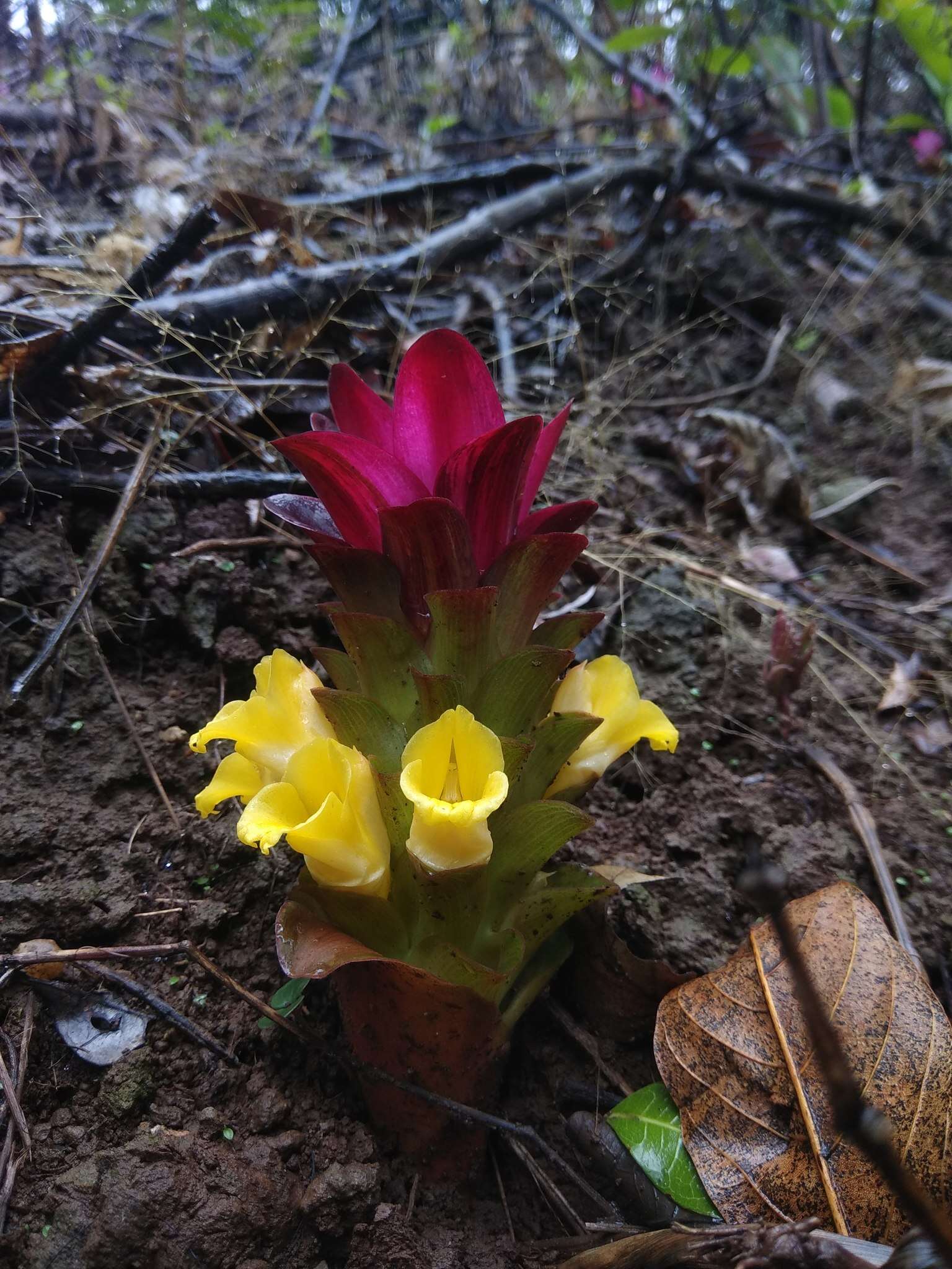 Image de Curcuma aromatica Salisb.