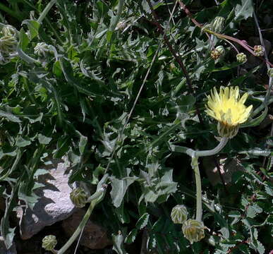 Image of Crepis albida Vill.