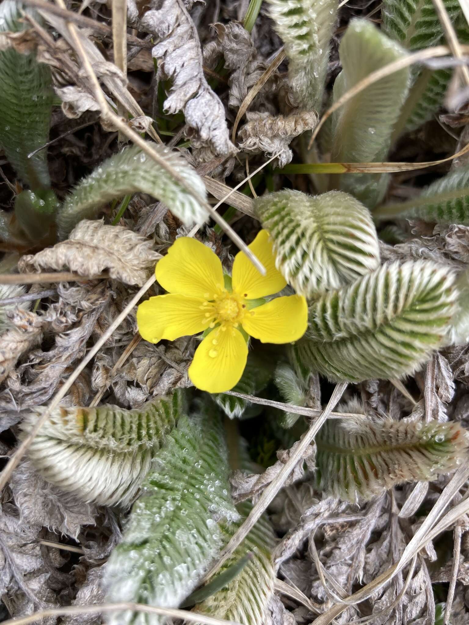 Image de Argentina tugitakensis (Masam.) Soják