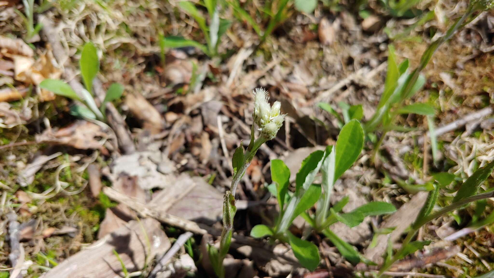 Antennaria parlinii subsp. parlinii resmi